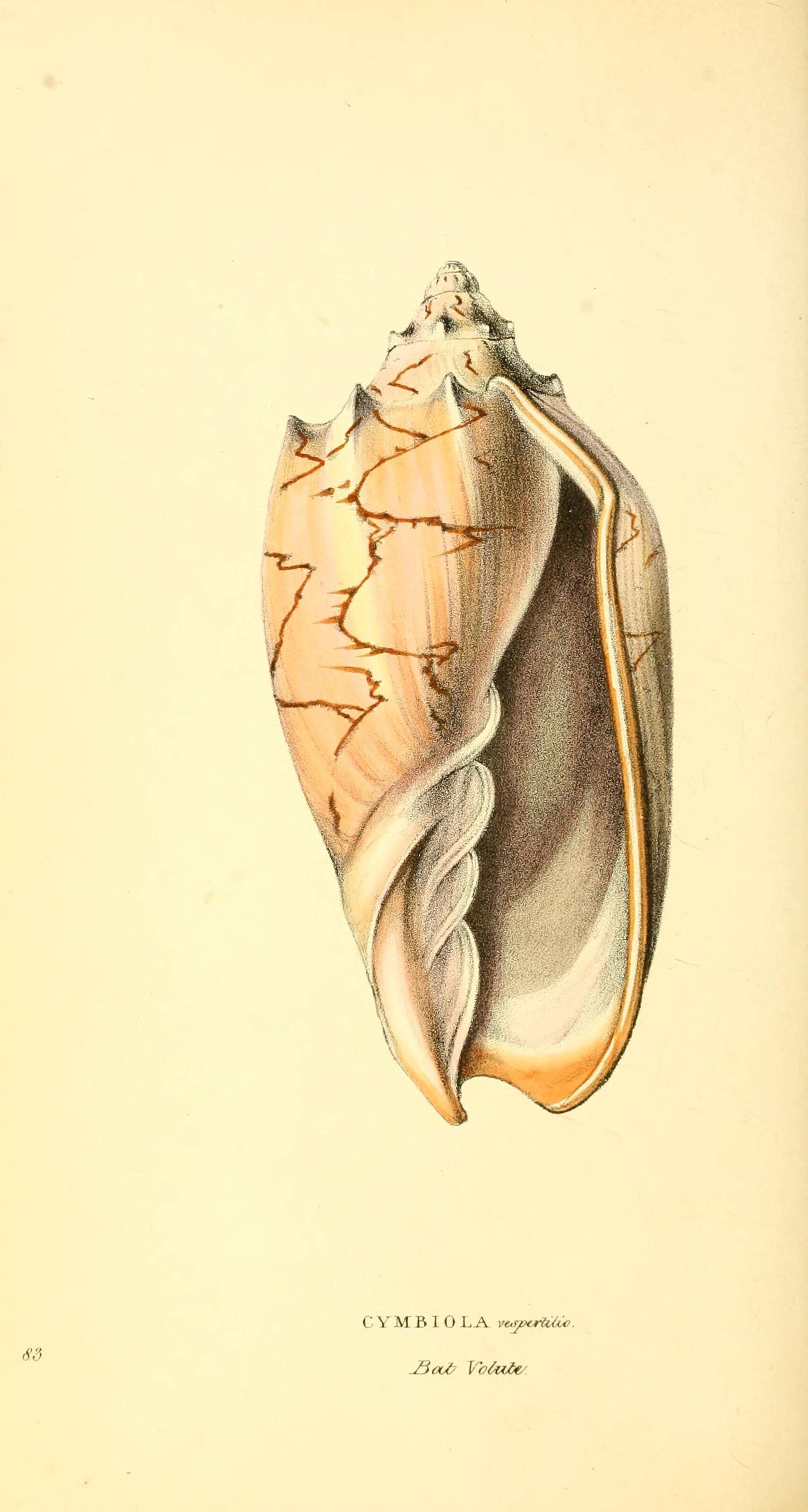 صورة Cymbiola Swainson 1831