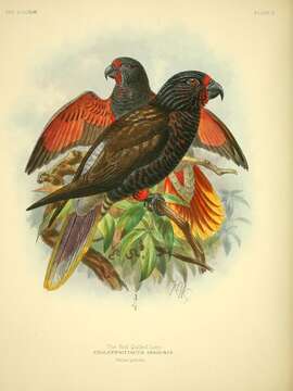 Image of Chalcopsitta atra insignis Oustalet 1878