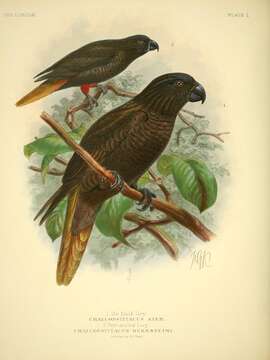 Image of Chalcopsitta atra bernsteini Rosenberg & Hkb 1861