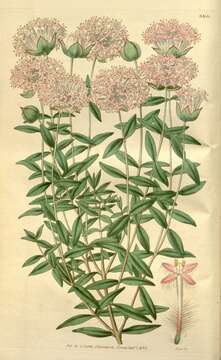 صورة Pimelea hispida R. Br.