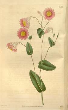 Rhodanthe manglesii Lindl. resmi