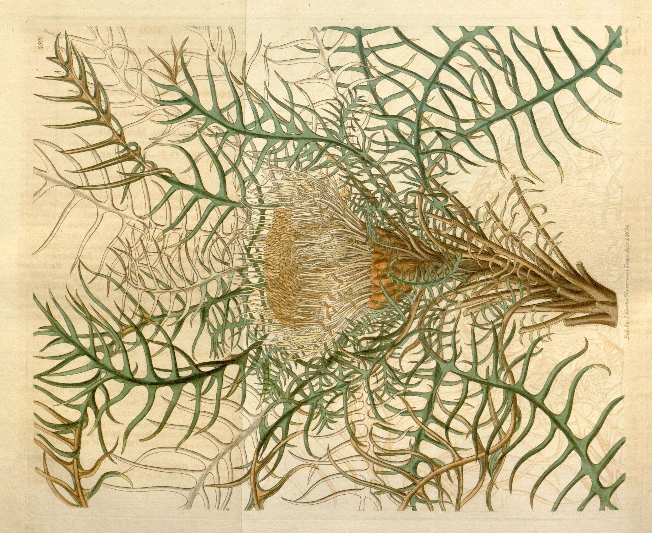 Image of Banksia pteridifolia subsp. pteridifolia