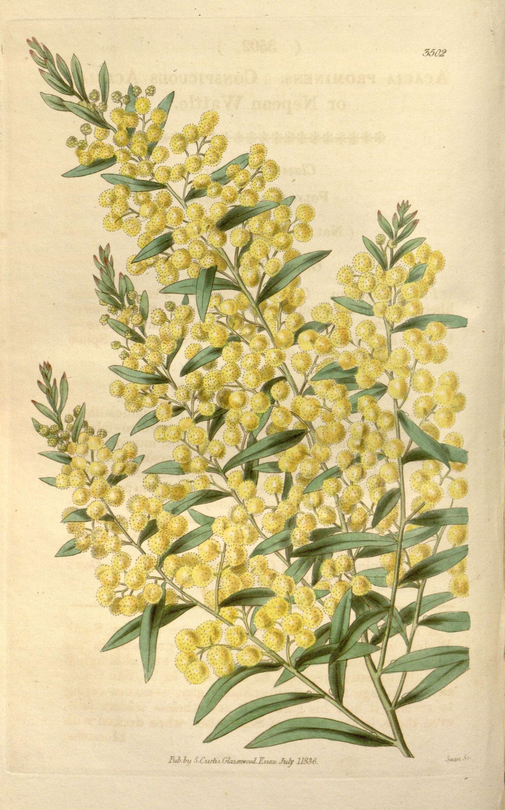 Sivun Acacia prominens A. Cunn. ex G. Don kuva