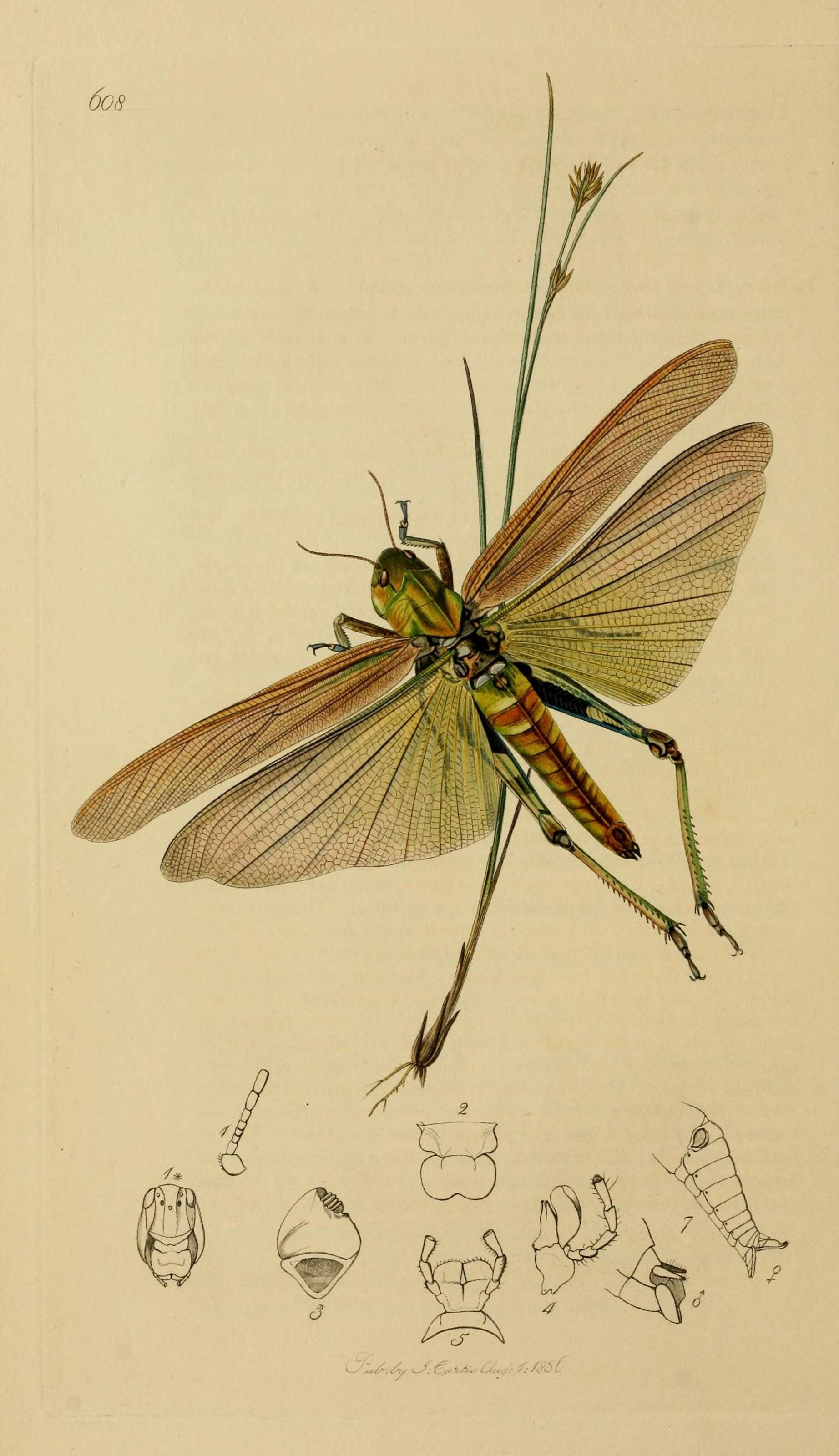 Image of Locusta