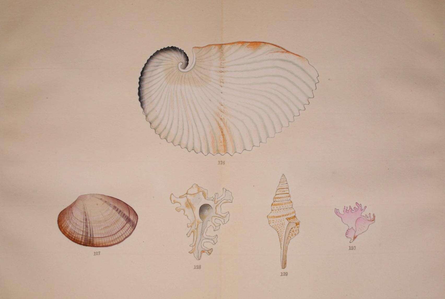 Image of argonauts and paper nautiluses
