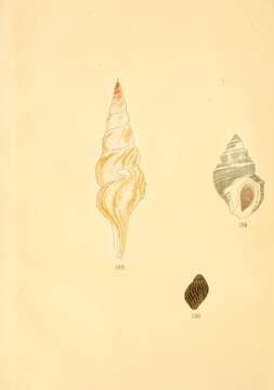 Image of Vittina cumingiana (Récluz 1842)