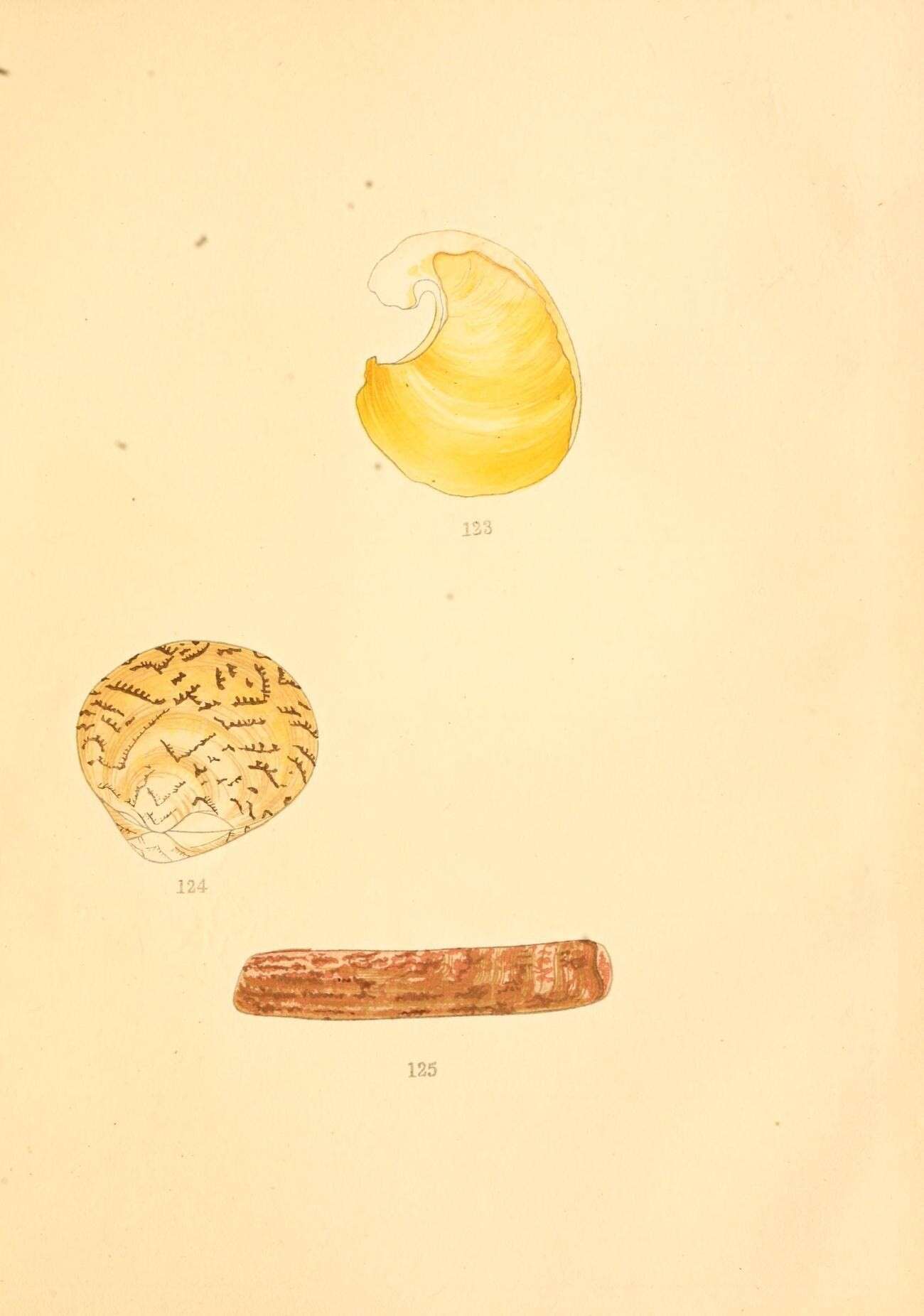Image of Lioconcha Mörch 1853