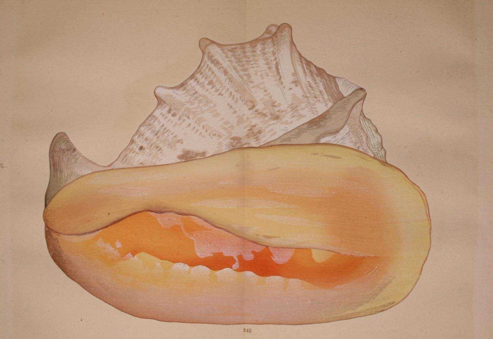 Image de Cassis cornuta (Linnaeus 1758)
