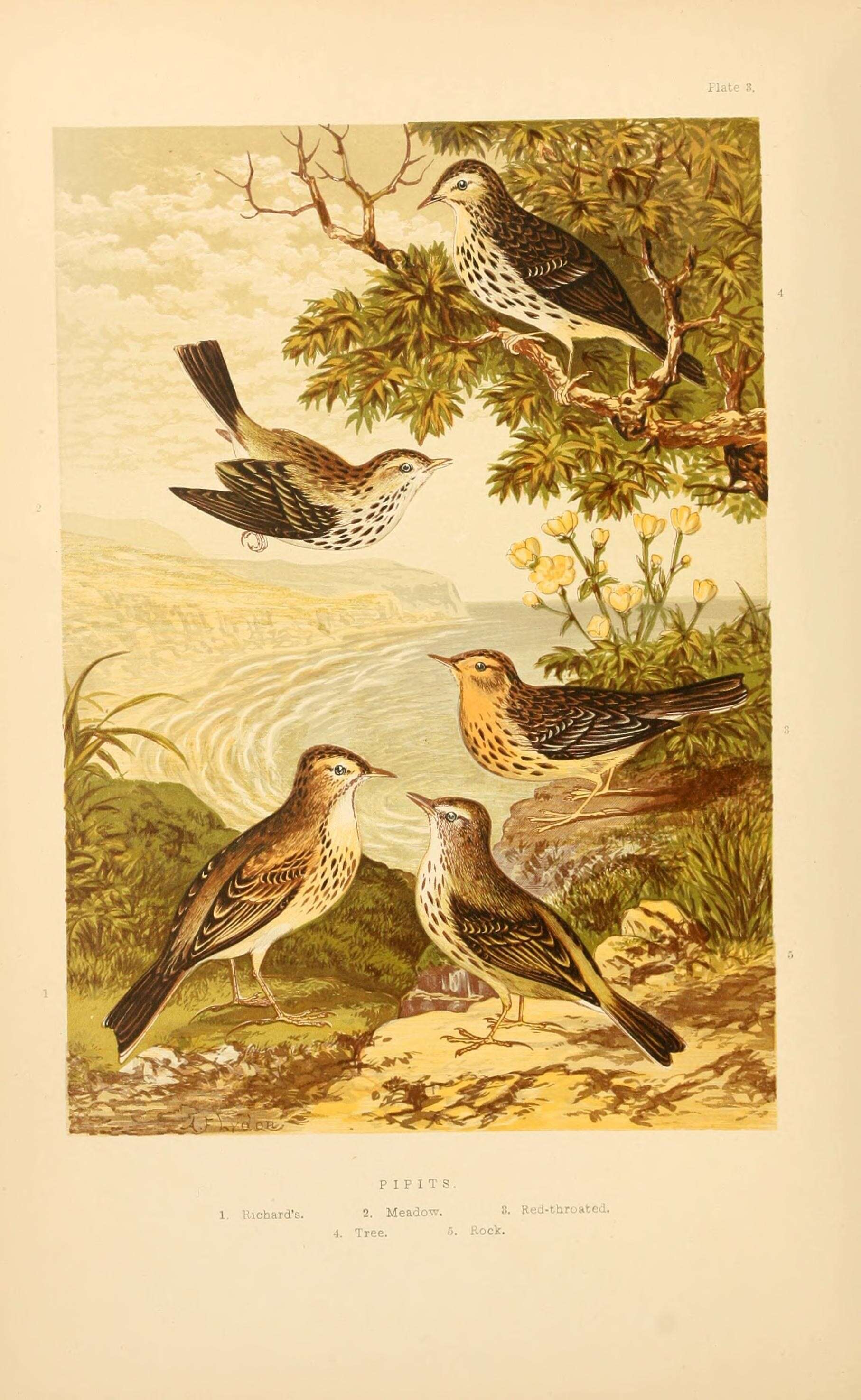 Image of Richard's Pipit