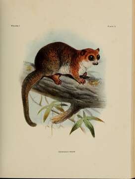 Image de Cheirogaleus É. Geoffroy Saint-Hilaire 1812