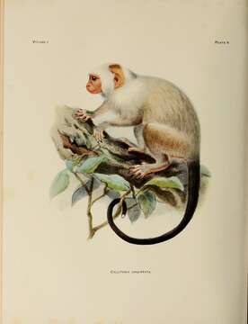 Image of silvery marmoset