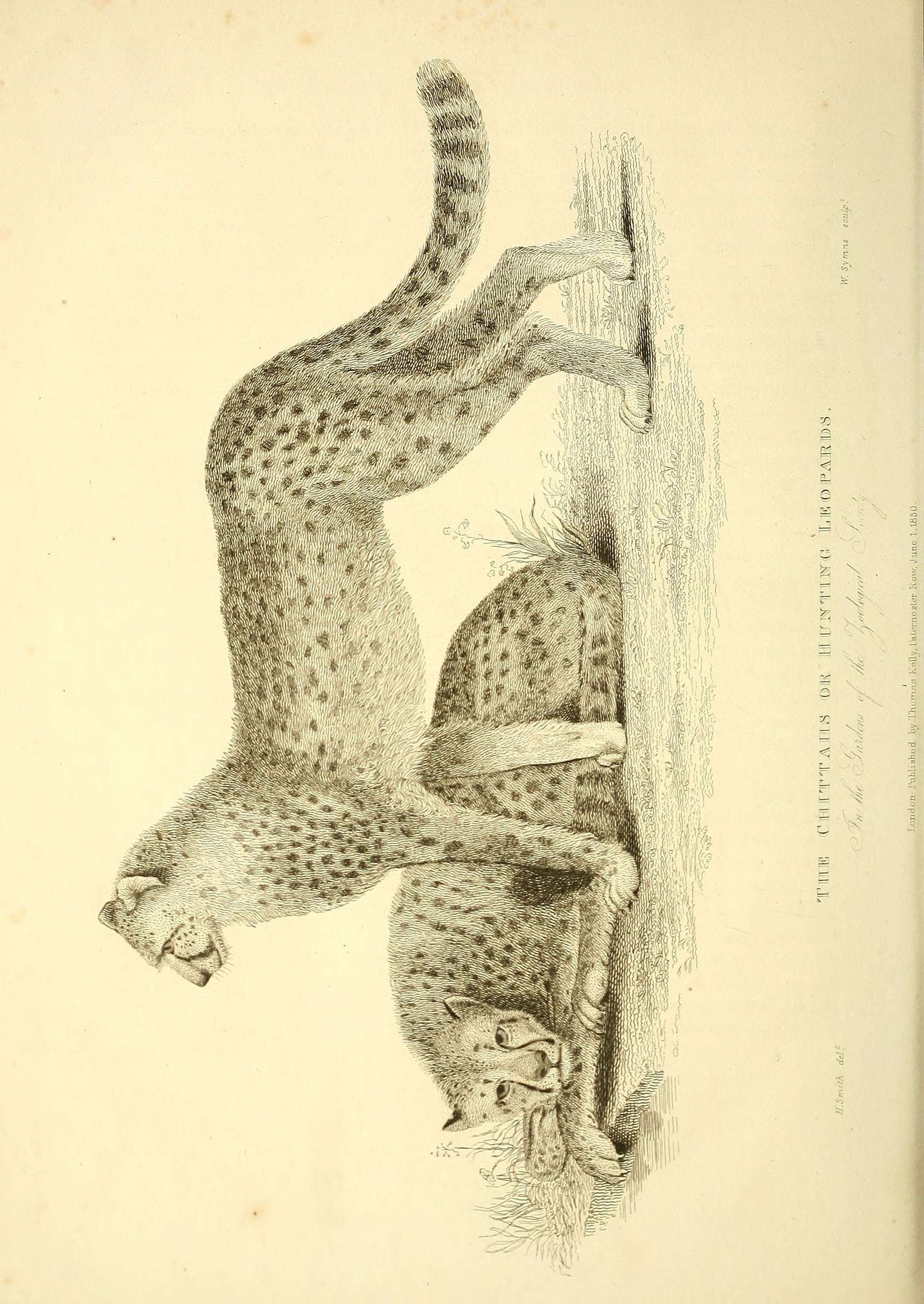 Image of Acinonyx Brookes 1828