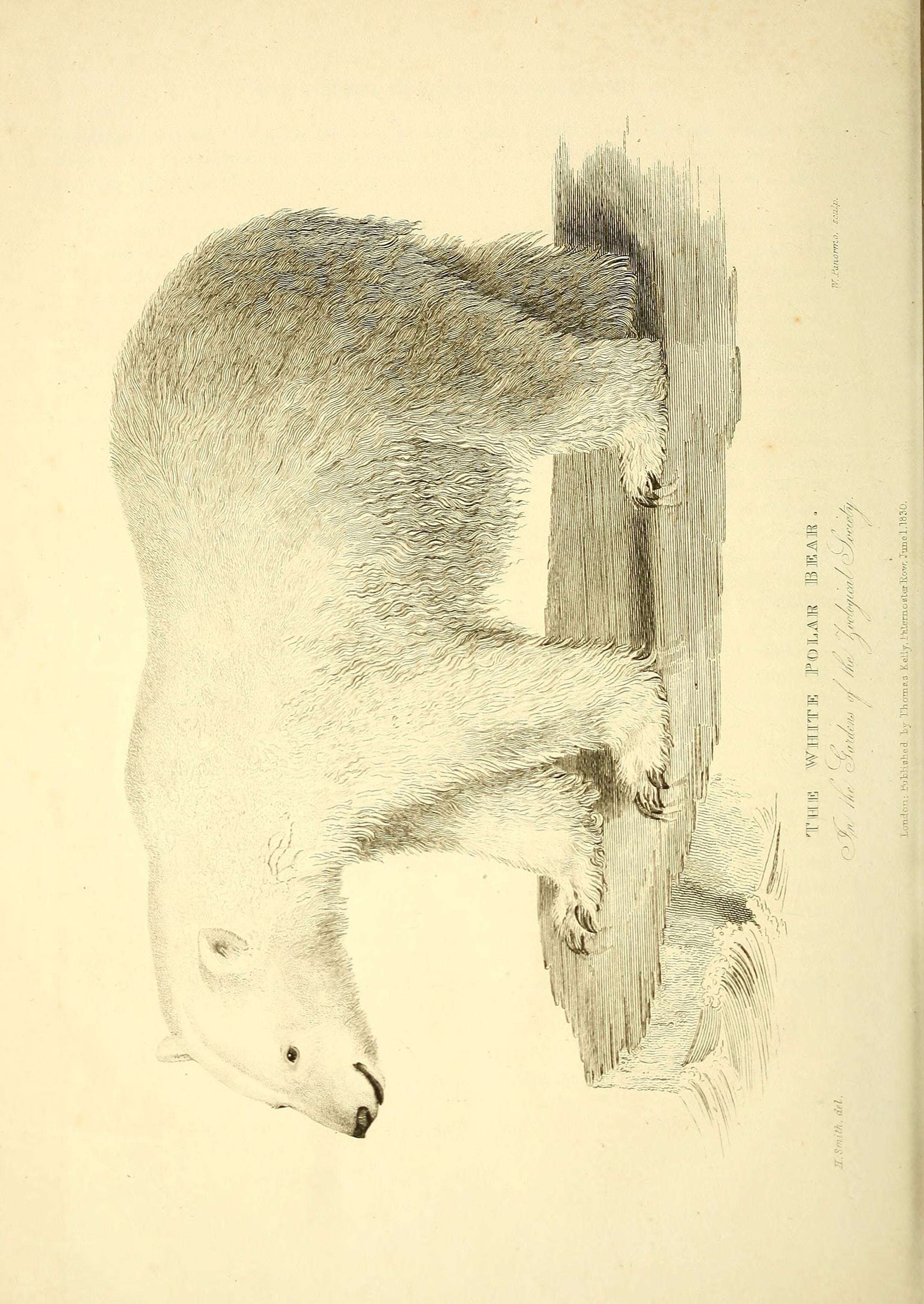 Image of polar bear