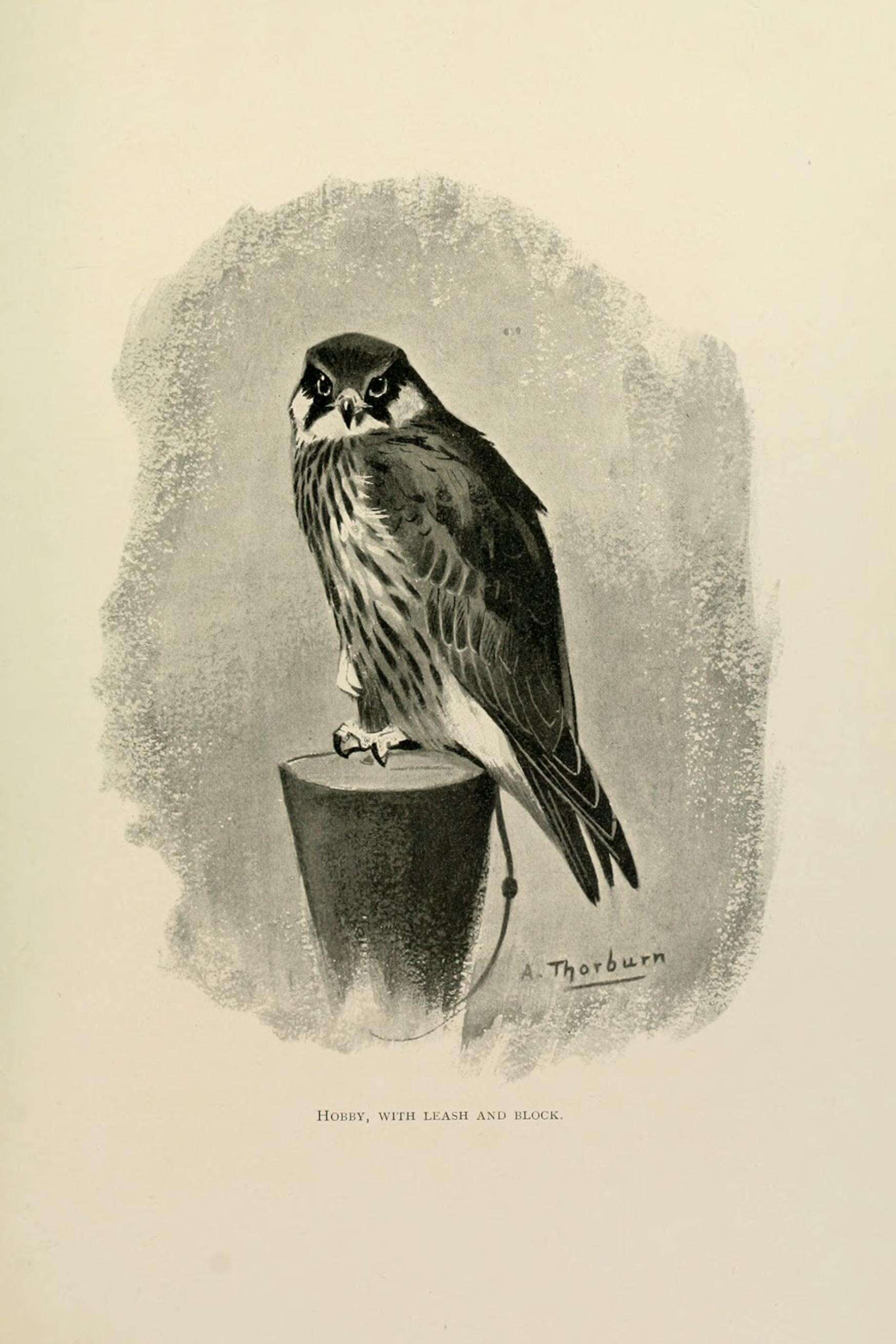 Image of Eurasian Hobby