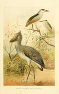 Image of Night Herons