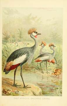 Image of Grey Crowned Crane