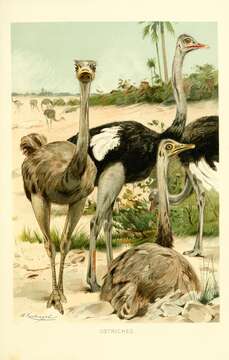 Image of ostriches