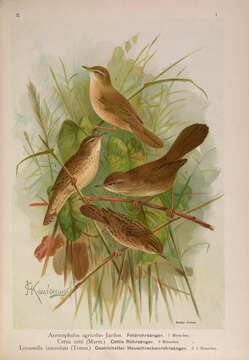 Image of Paddyfield Warbler