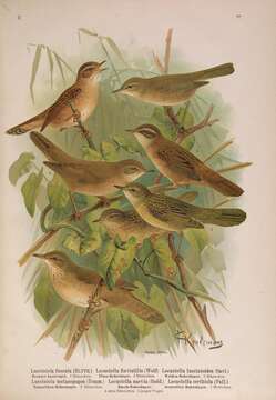 Image of Dusky Warbler