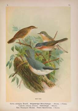 Image of Moltoni's Warbler