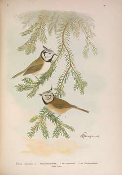 Image of Lophophanes Kaup 1829