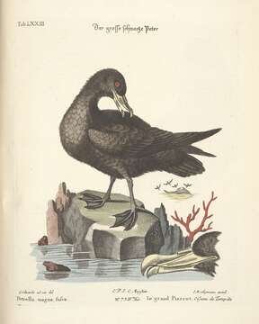 Image of petrels and albatrosses