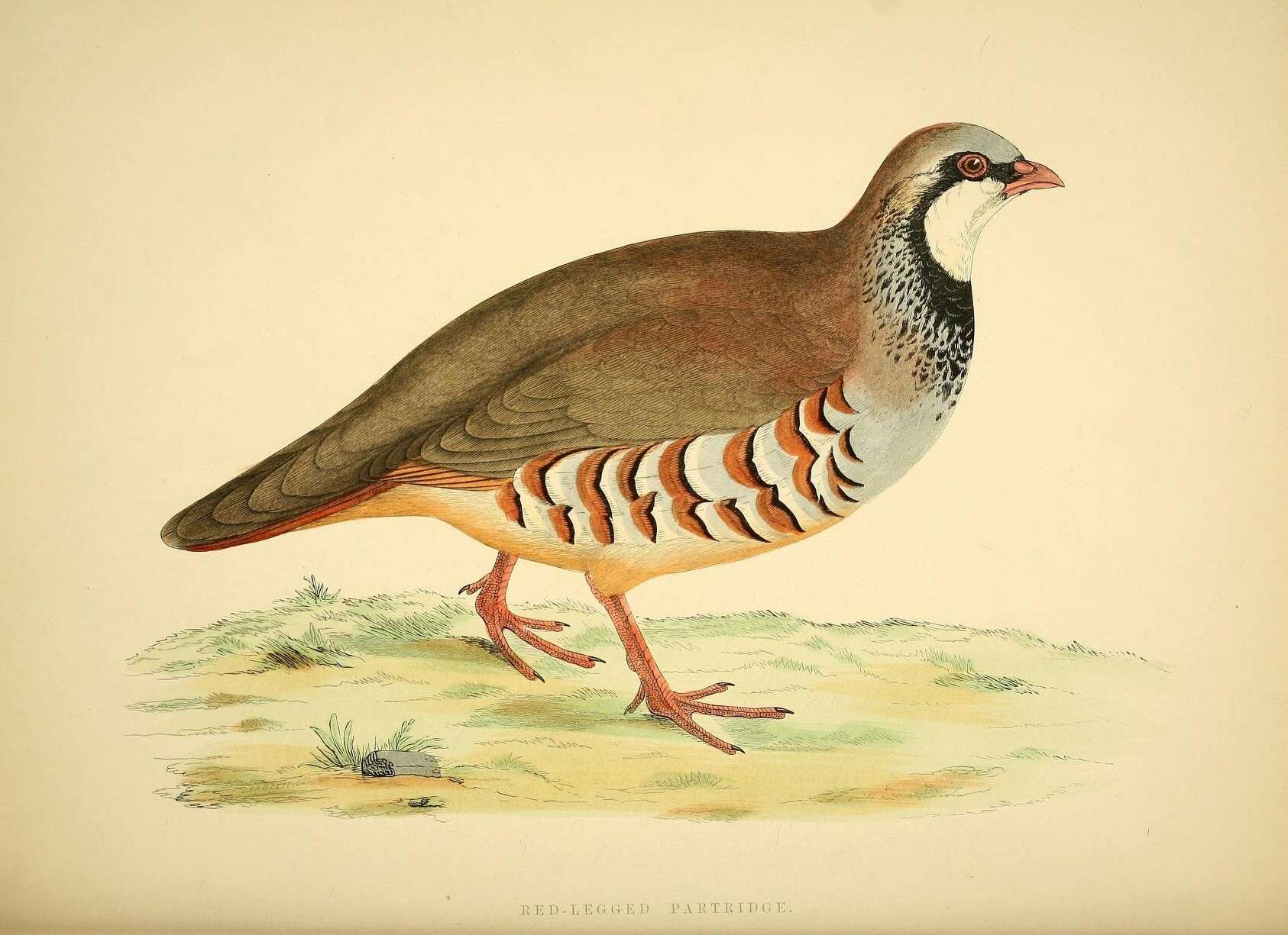 Image of Red-legged Partridge