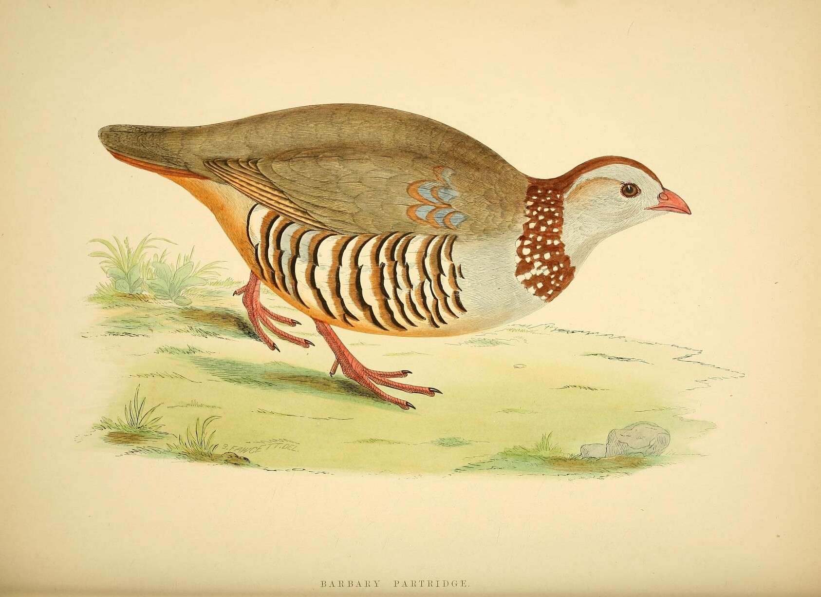 Image of Barbary Partridge