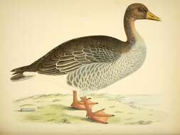 Image of Greylag Goose