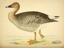 Image of Bean Goose