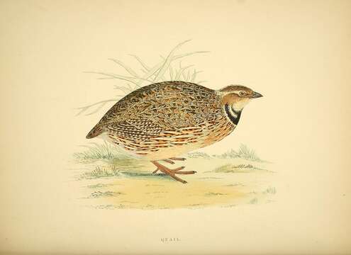 Image of Common Quail