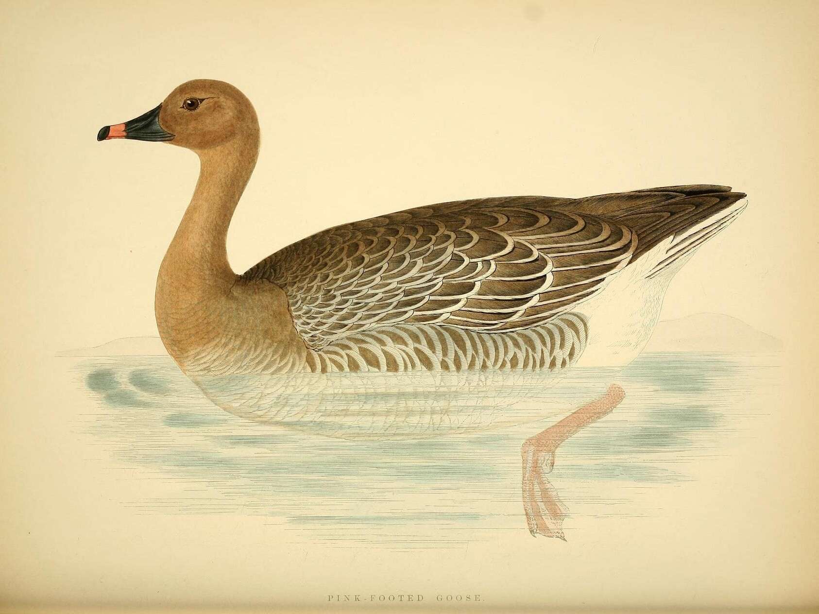 Imagem de Anser brachyrhynchus Baillon 1834