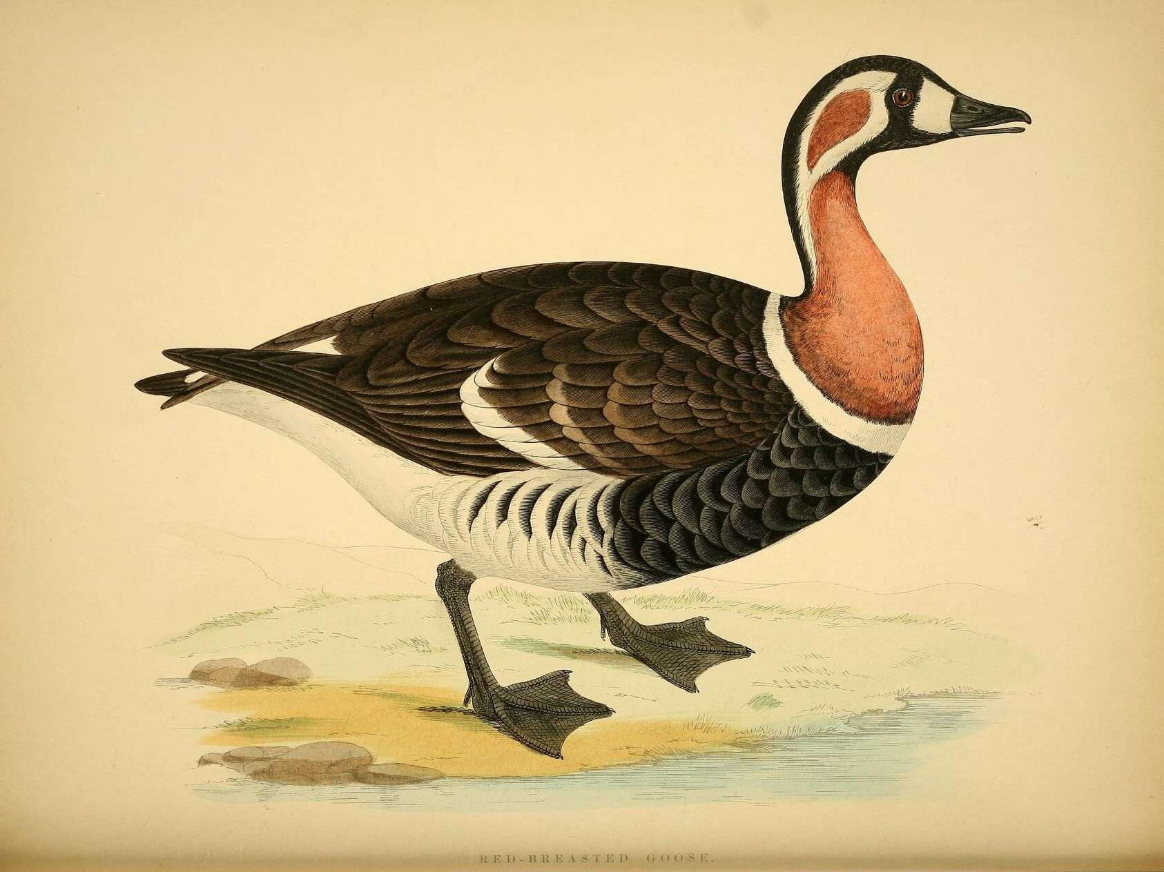 Image of Red-breasted Goose