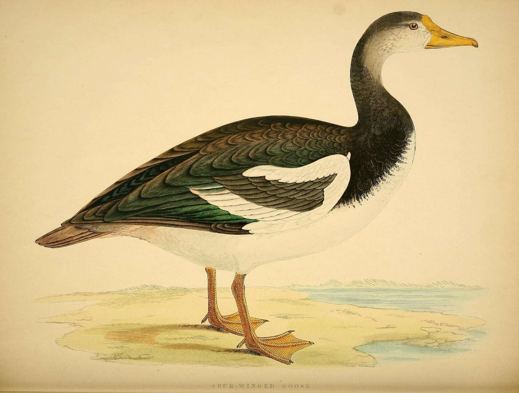 Слика од Plectropterus Stephens 1824