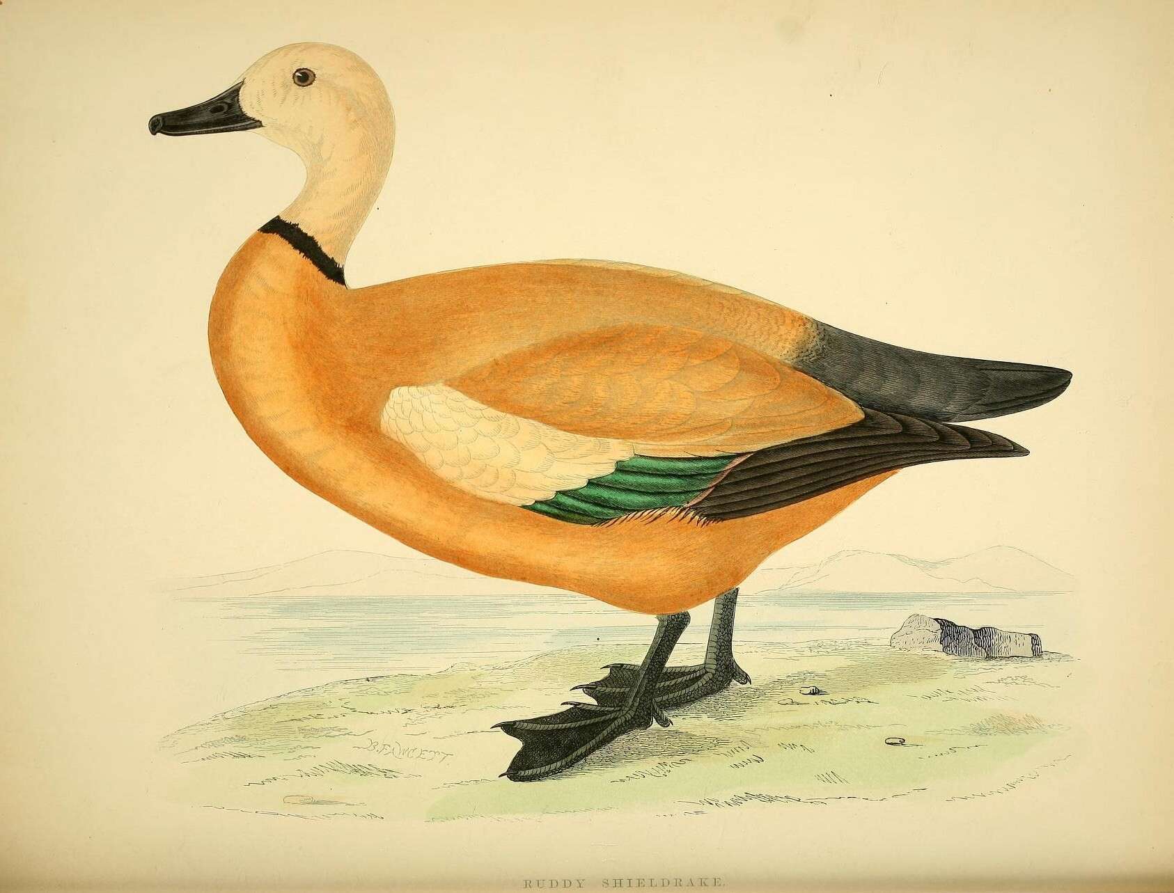 Image of Ruddy Shelduck