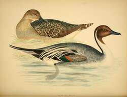 Image of pintail, northern pintail