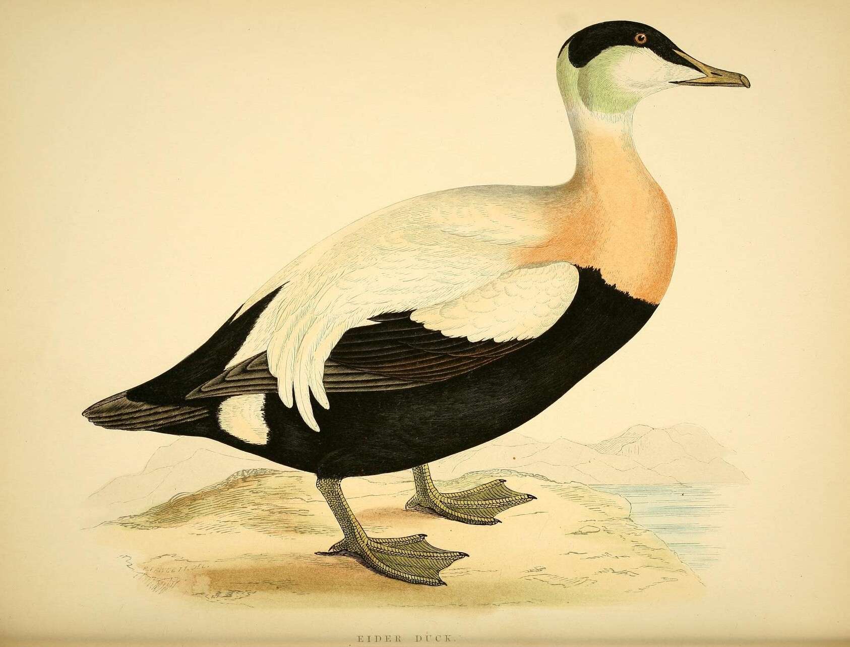 Image of Eider