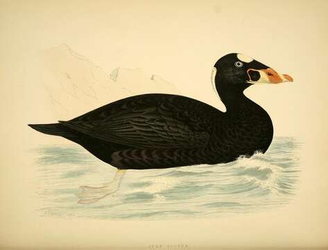 Image of scoter