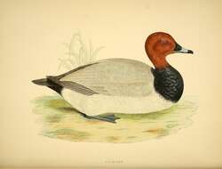 Image of pochard, common pochard