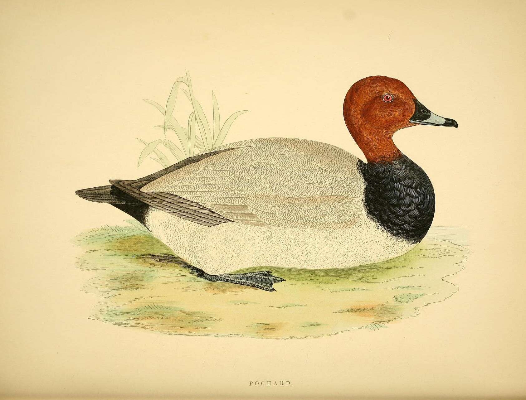 Image of pochard, common pochard