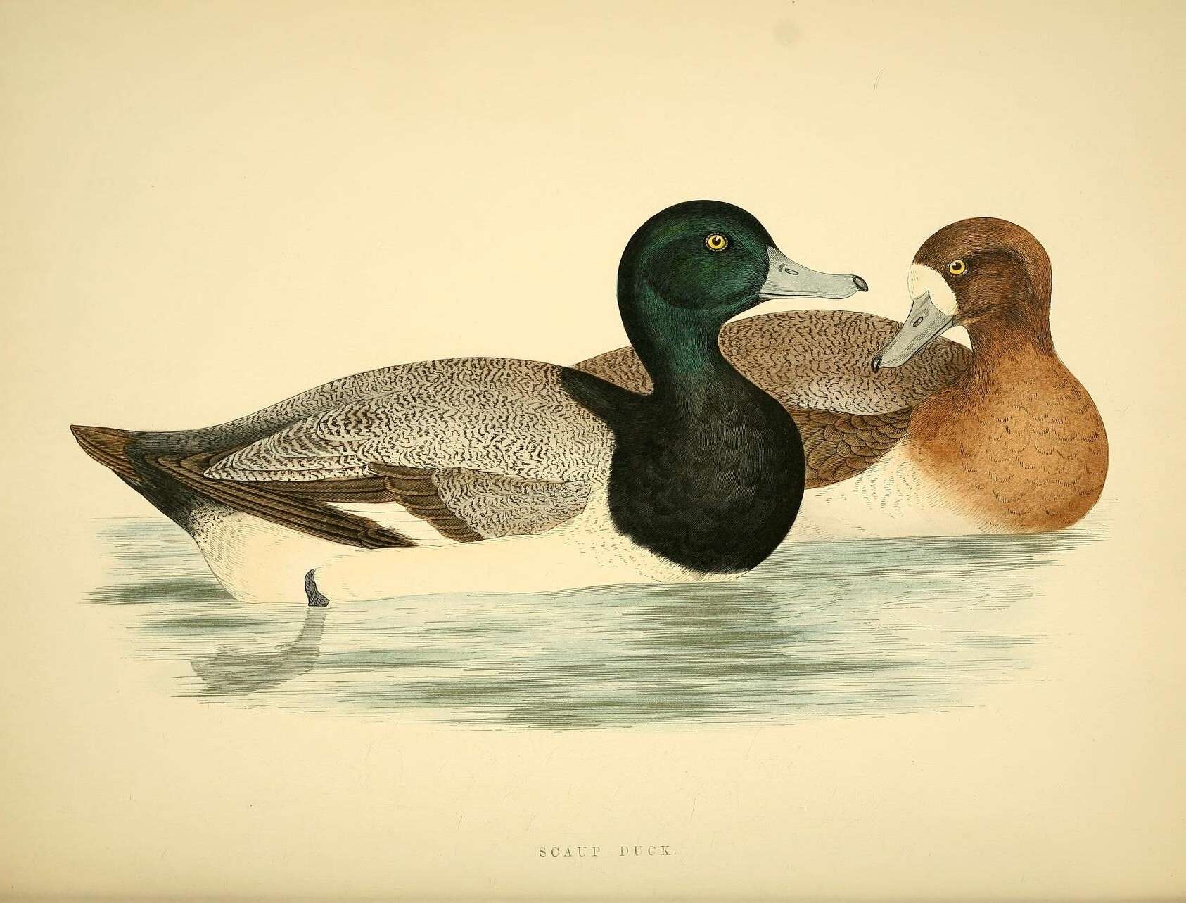 Image of Greater Scaup