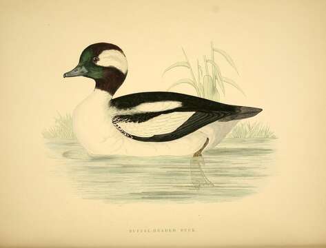 Image of Bucephala Baird & SF 1858