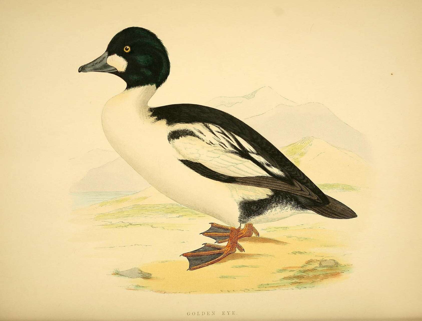 Image of Bucephala Baird & SF 1858