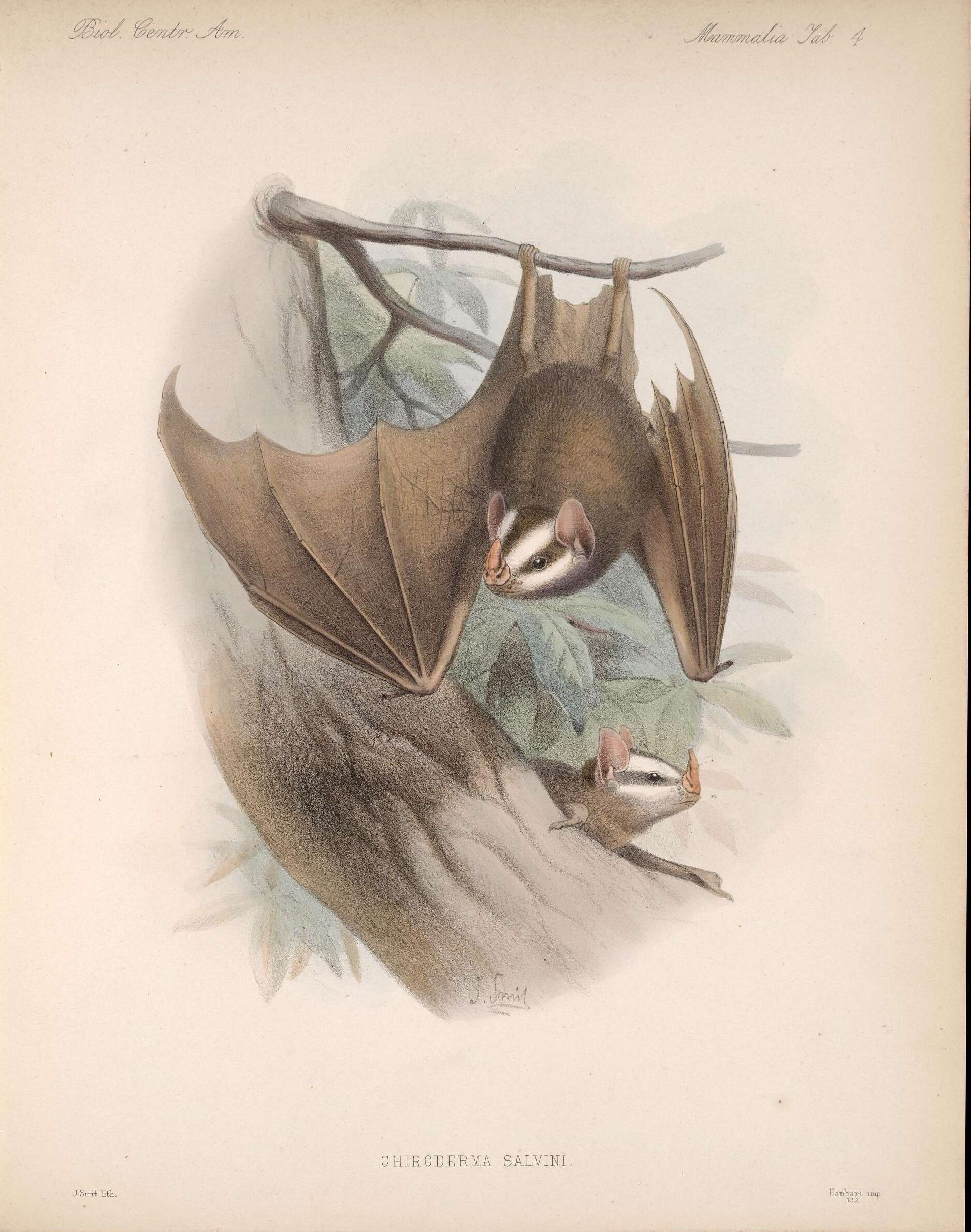 Image of Salvin's Big-eyed Bat