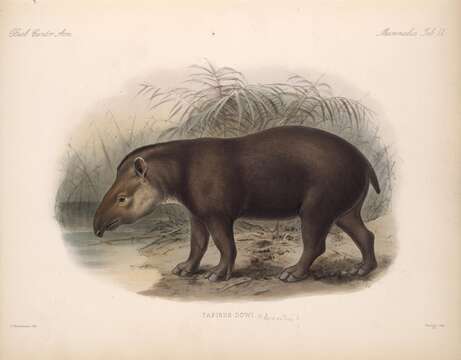 Image of Brazilian Tapir