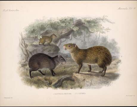 Image of Central American Agouti