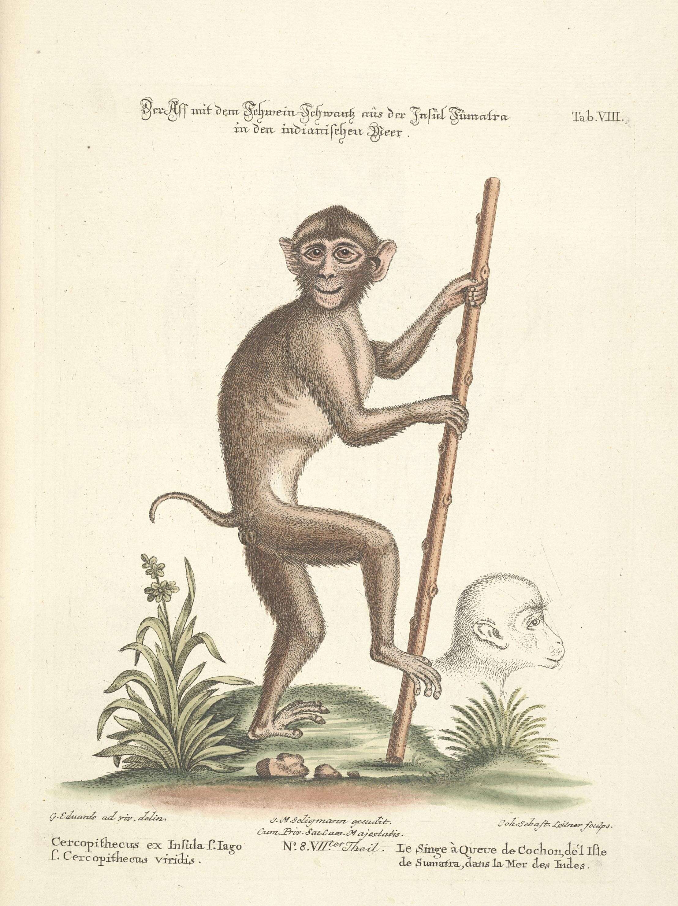 Image of Pig-Tail Macaque
