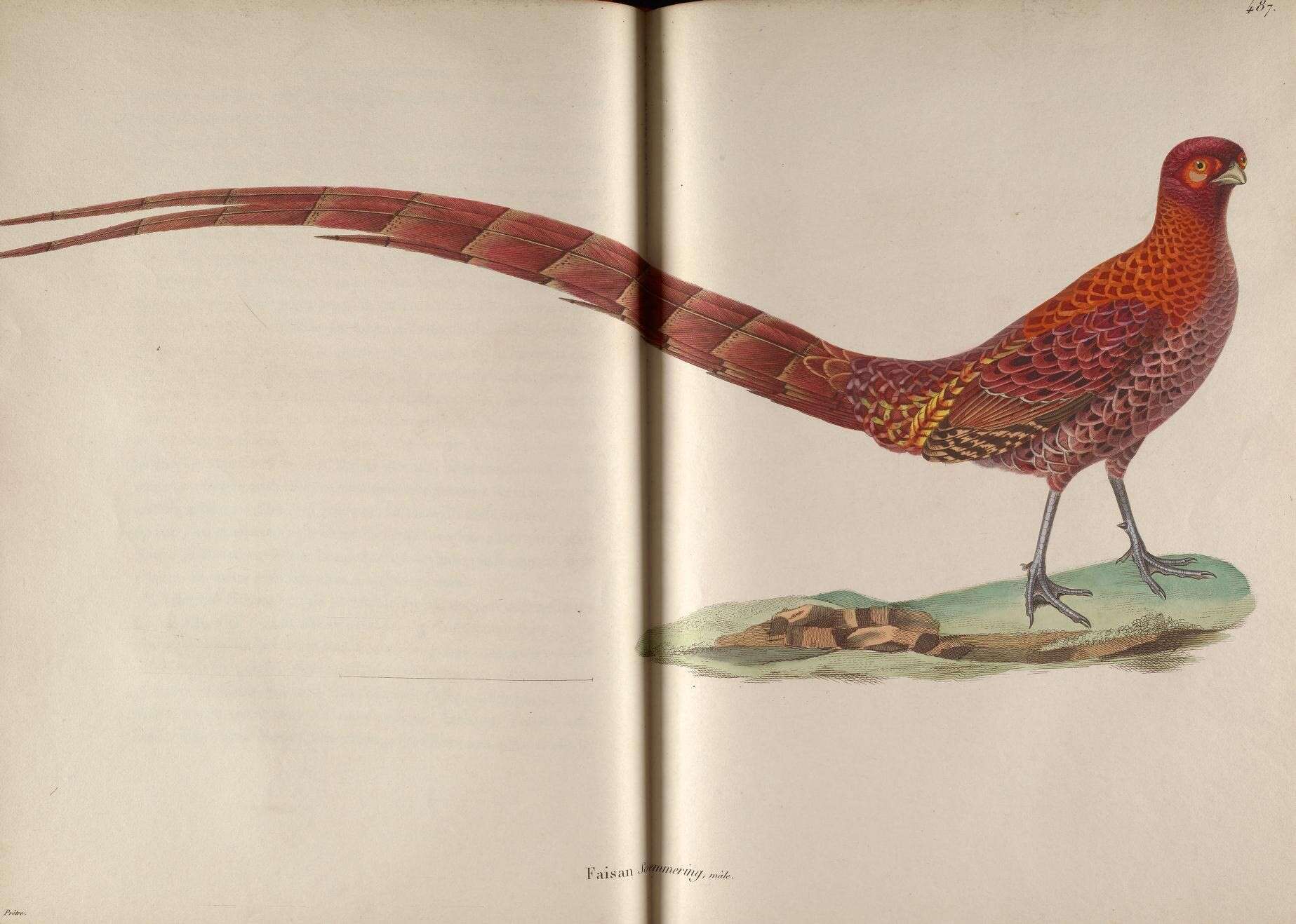 Image of Copper Pheasant