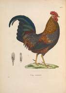 Image of Red Junglefowl