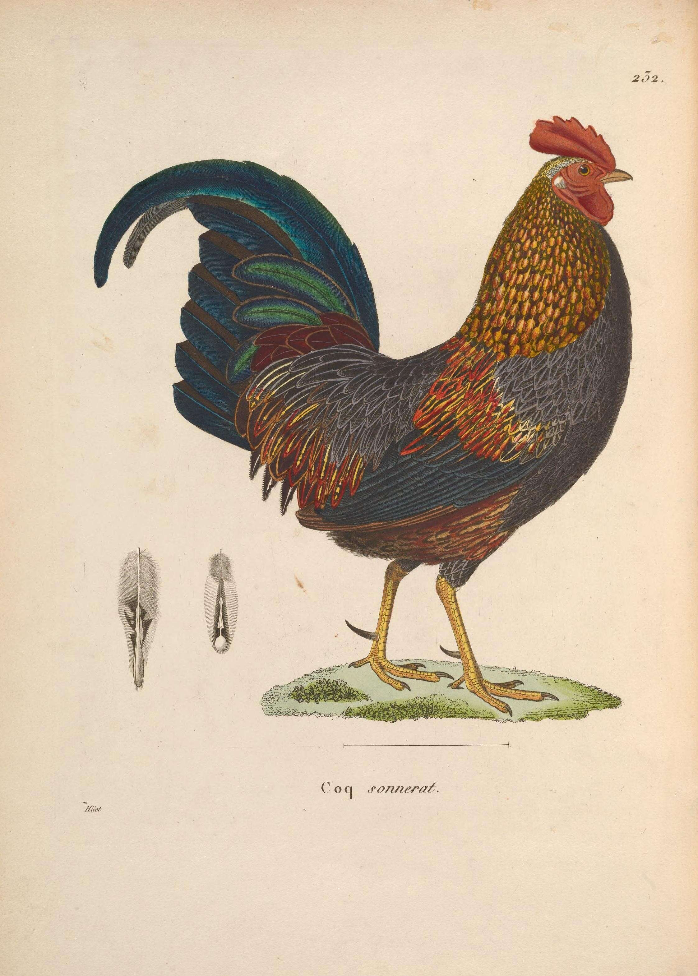 Image of Red Junglefowl